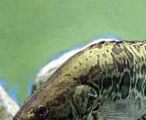 桂花鱼的养殖方法和注意事项 桂花鱼的养殖方法和注意事项视频