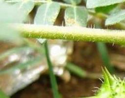 蒺藜图片 蒺藜图片及功效