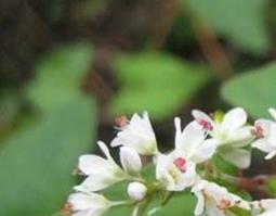 金荞麦的功效与作用(金荞麦的功效与作用的功能与主治与用量)
