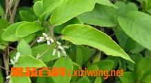 白毛鸡矢藤的功效与作用 白毛鸡矢藤的用法