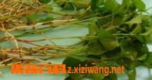 新鲜鱼腥草的吃法的功效 新鲜鱼腥草的吃法大全