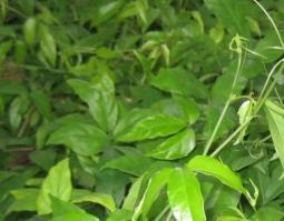 三叶青图片 三叶草图片