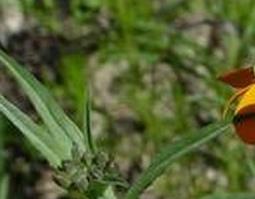 糖芥的功效与作用 糖芥的功效与作用及禁忌