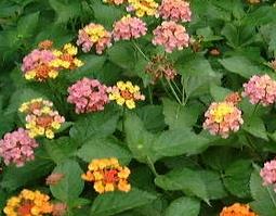 臭草的功效与作用 臭草的功效与作用及禁忌