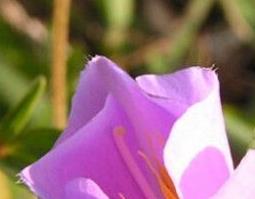 中药天香炉的功效与作用 中药天香炉功效和作用