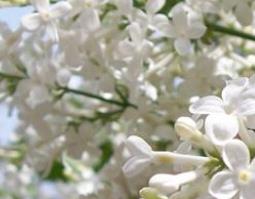 丁香的功效与作用 丁香的功效与作用的功能与主治与用量