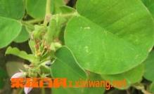 金钱草的功效与作用 金钱草的功效与作用主要治什么病呢