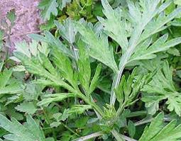 艾叶泡脚的好处有哪些(用艾叶泡脚好处有哪些)