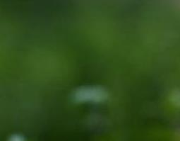 蒲公英的药用价值 蒲公英的药用价值,能治什么病?