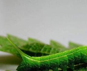 豆虫的营养价值与功效 豆虫有啥营养