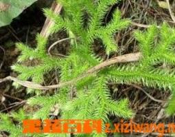 伸筋草的作用与功效 海风藤和伸筋草的作用与功效