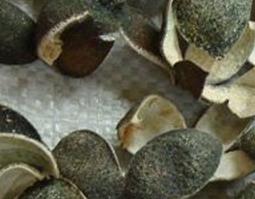 青皮是什么 青皮是什么意思