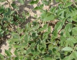 甘草梢的功效与作用