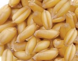 孚小麦的功效与作用 孚小麦适合什么体质人喝