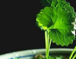 观音莲的功效与作用（观音莲的功效与作用及用法）