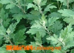 艾叶泡脚的好处（艾叶泡脚的好处和禁忌）