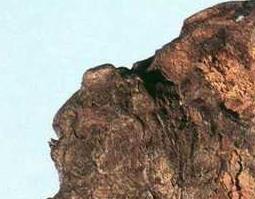 茯苓的功效与作用及食用方法