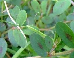 地锦草的功效与作用（地锦草的功效与作用的功能与主治）