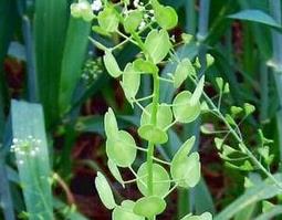 菥冥的功效与作用 冥想的功效与作用