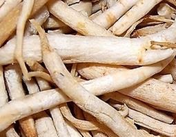 沙参是什么（沙参是什么意思）