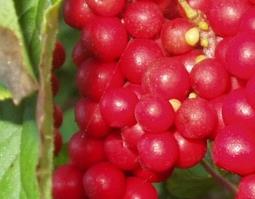 中药五味子的功效与作用 中药五味子的功效与作用点