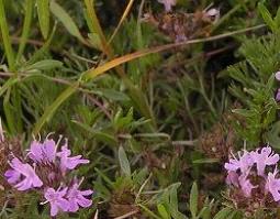 地椒的功效与作用