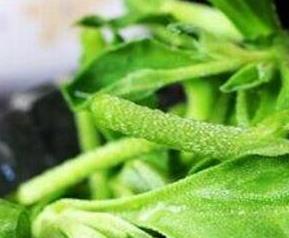 冰草怎么种植（冰草怎么种植方法）