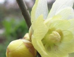 腊梅花的功效与作用 金银花腊梅花的功效与作用