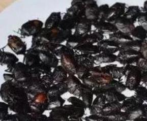 打屁虫的营养价值和食用方法（打屁虫好吃吗）