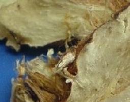 中药知母的功效作用 中药知母的功效作用与禁忌