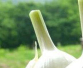 吃大蒜的好处有哪些 吃大蒜的好处有哪些禁忌