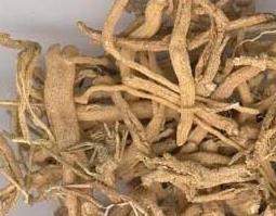 远志图片 远志图片植物图