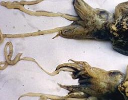 乌贼骨的功效与作用 乌贼的功效与作用