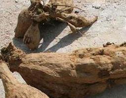 葛根的作用与功效