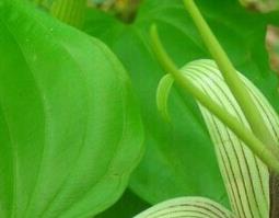 百部图片 中药百部图片