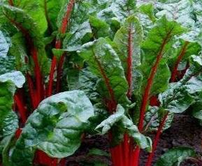 红梗的功效与食用价值 红叶梗的功效