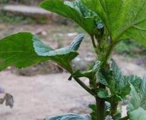 冬苋菜与苋菜的区别(冬苋菜与苋菜的区别图片)