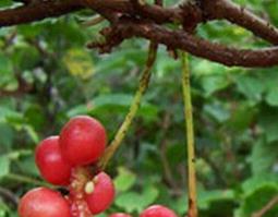 华中五味子的功效与作用