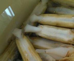 蛏子的营养价值和功效