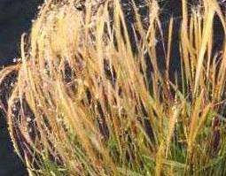 金丝草的功效与作用（金丝草的功效与作用图片）