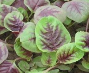 银银菜的营养价值与功效 银银菜 功效