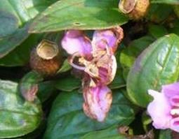 地念的功效与作用 地念的功效和作用和禁忌