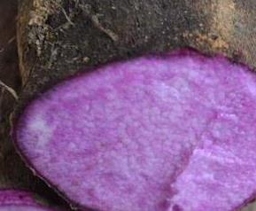 紫心山药怎么做好吃 紫心山药怎么做好吃又简单