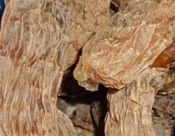 野生天麻的食用方法与禁忌