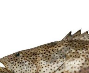 石斑鱼的功效与作用