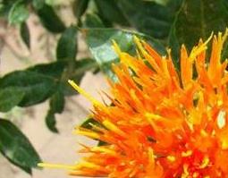 藏红花的实用功效与作用 藏红花的实用功效与作用及禁忌