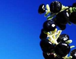 黑枸杞的功效与作用（黑枸杞的功效与作用及食用禁忌）