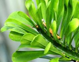 麒麟掌图片 麒麟掌图片与养殖方法