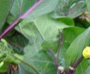 菜苔的花可以吃吗 为什么菜苔花不能吃