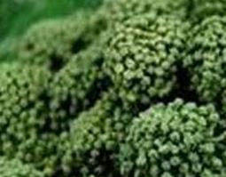 三七花泡水喝的禁忌与注意事项（三七花泡水喝的功效与禁忌适宜人群）